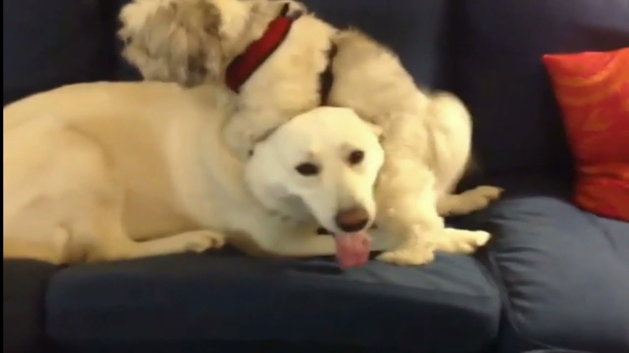 Dog Humping Face !!! Dog Humps Puppy's Face !!! YouTube