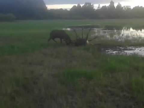 Video: Vai ziemeļbriežu sūnas izžūst?