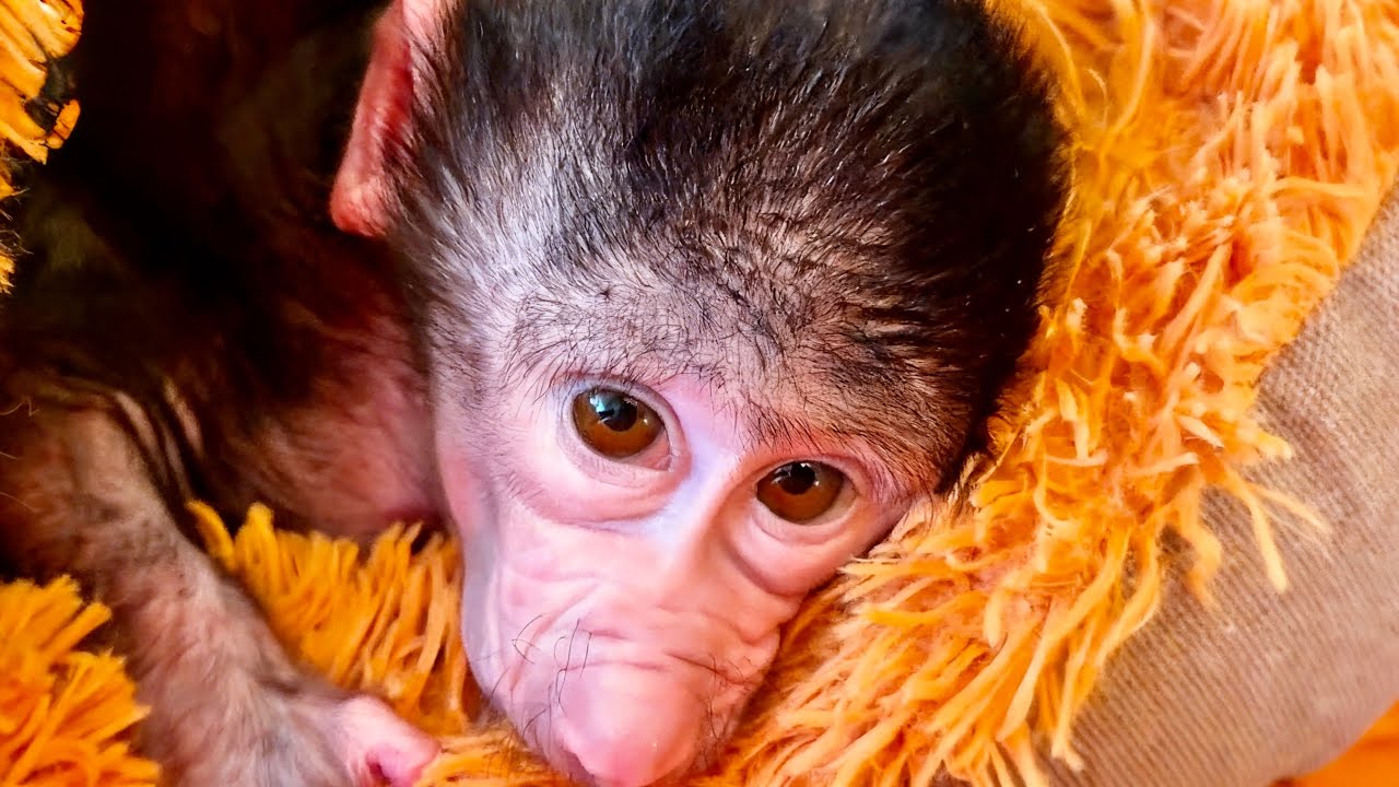 НЕОЖИДАННО! Мы заметили, что Финик относится к Николь так же, как к ему относилась в детстве Анфиса!