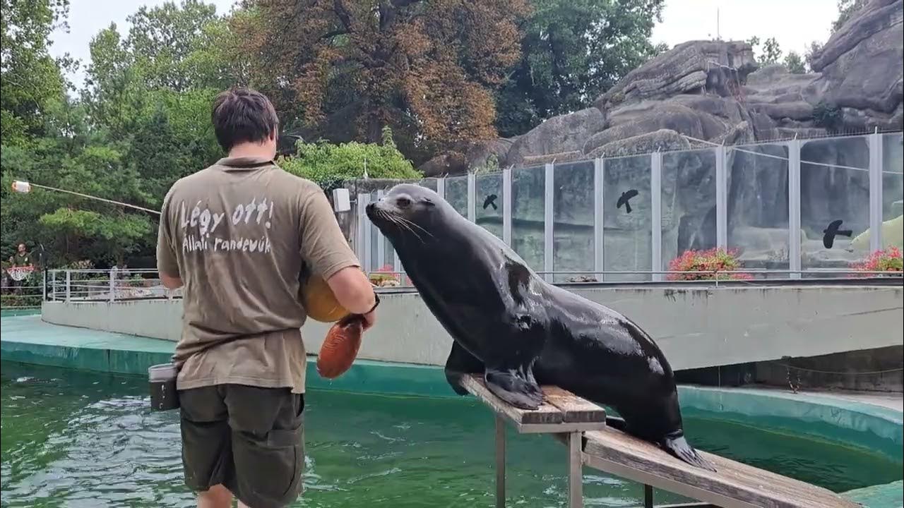 Fóka-móka / Seal Show - Budapest ZOO @zoobudapestofficial - YouTube