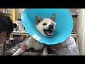 ①4歳、ミックス犬のはじめちゃんの診察、採血