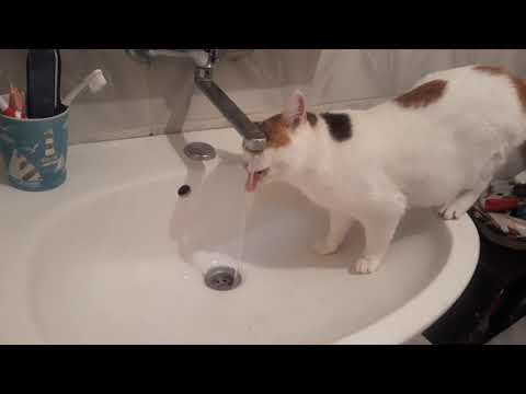 Video: Mačka Ali Mačka Nekaj Dni (3 Ali Več) Ne Jedo In Ne Pije Vode: Razlogi Za Zavrnitev Jesti In Piti, Kaj Storiti, če Mucek Trpi