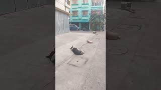 Three Stooges (doggies) Pepsi, Jackie and Buro. #funny #cute #animals