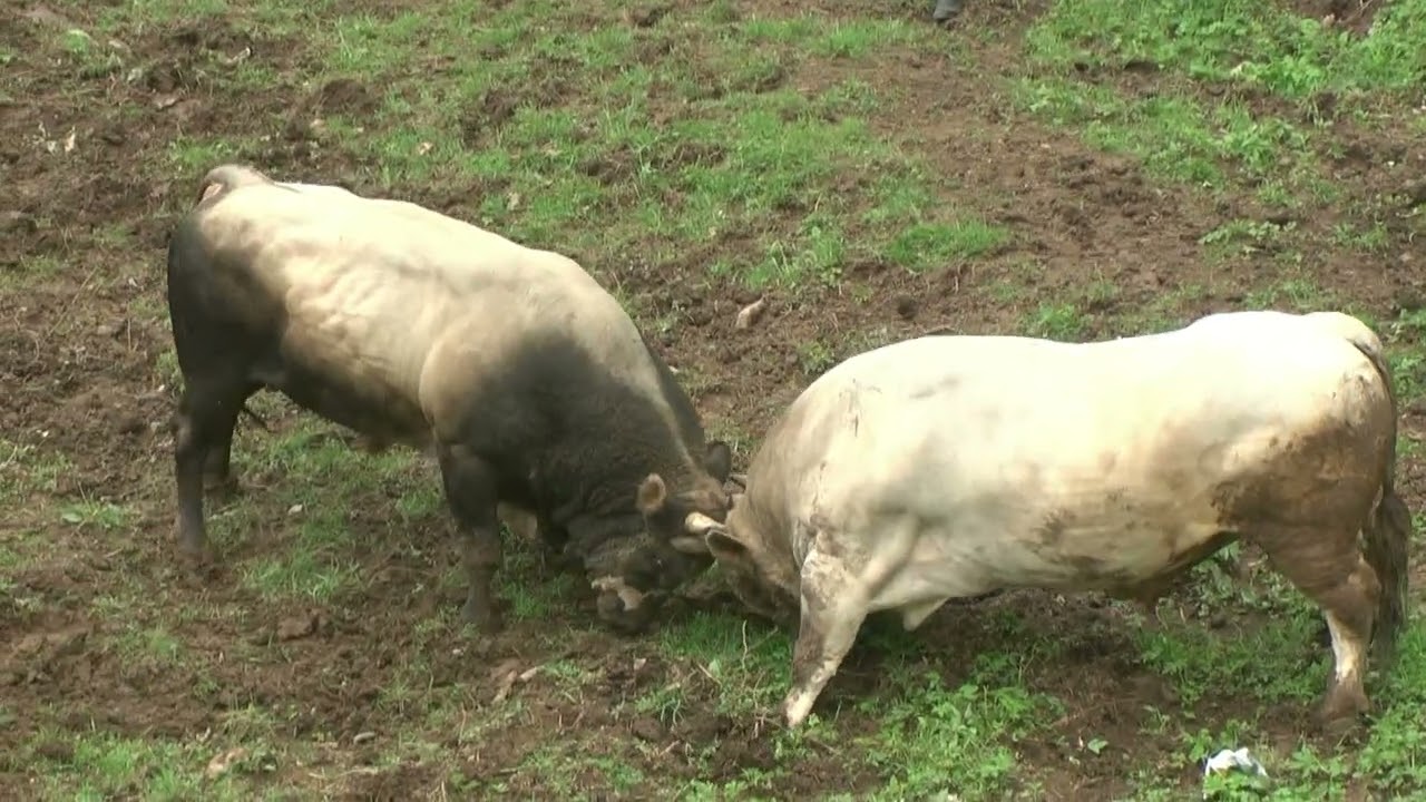 ZECO JUKIC i BIJELI Culic, Stijena Cazin 2025