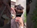 【劇的】暑さに負けてばっさりいってみた！#イメチェン #ショート #ベリーショート