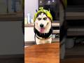 Watermelon Dog 🍉 #dog #watermelon #cute #funny #reels