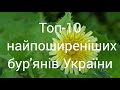 Top 10 Most Common Weeds In Ukraine