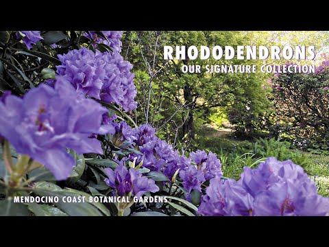 Video: Vokser rhododendron raskt?