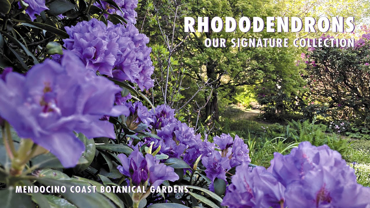 Rhododendrons at Mendocino Coast Botanical Gardens