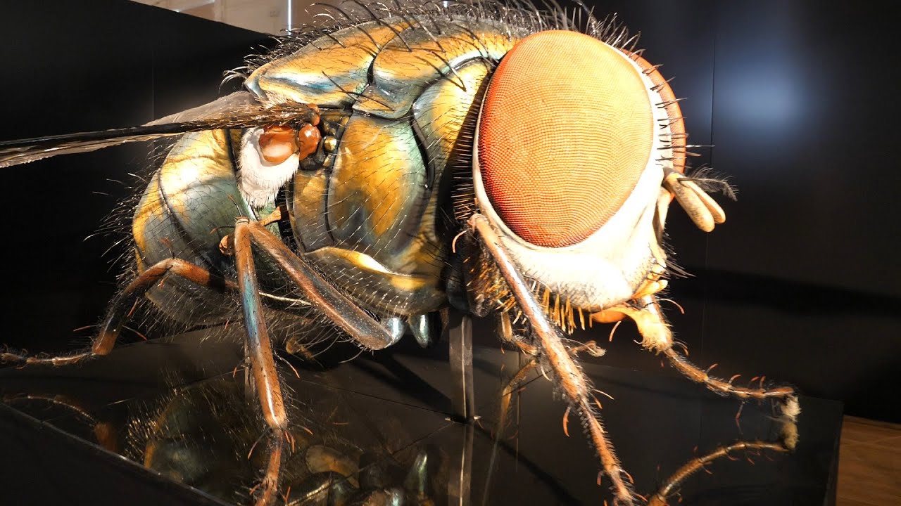 Mega brouci - fascinující svět hmyzu - YouTube