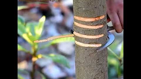 Kéo khoanh vỏ cây ăn quả làm bông