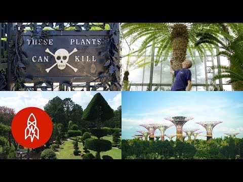Video: Skrikwekkende tuinplante: leer meer oor grillerige plante in die tuin
