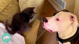 Foster Kittens Fall In Love With Pitbull Brother | Cuddle Buddies Foster Kittens Fall In Love With Pitbull Brother | Cuddle Buddies
