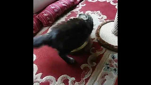 Video 11837611: maine coon cat kitten, purebred maine coon