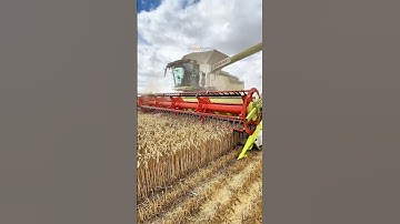 Unloading Wheat CLAAS Lexion 8800 combine harvester