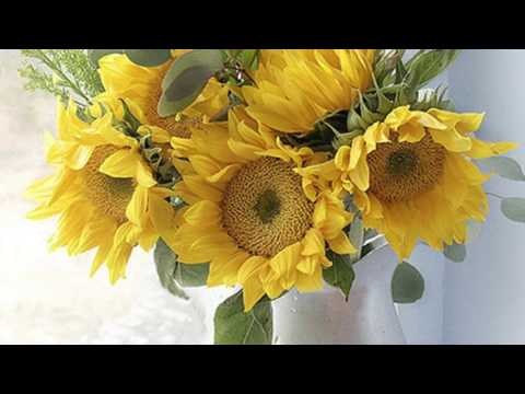 ვან გოგი, გიორგი ვასაძე, ლუკა ნიშნიანიძე(იაკობ გოგებაშვილის სასწავლებელი, კიკეთი)