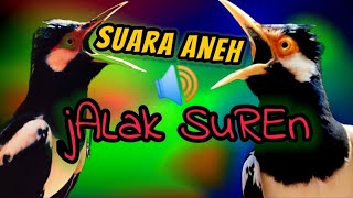 Masteran suara aneh jalak suren||Putarkan suara ini sepanjang waktu