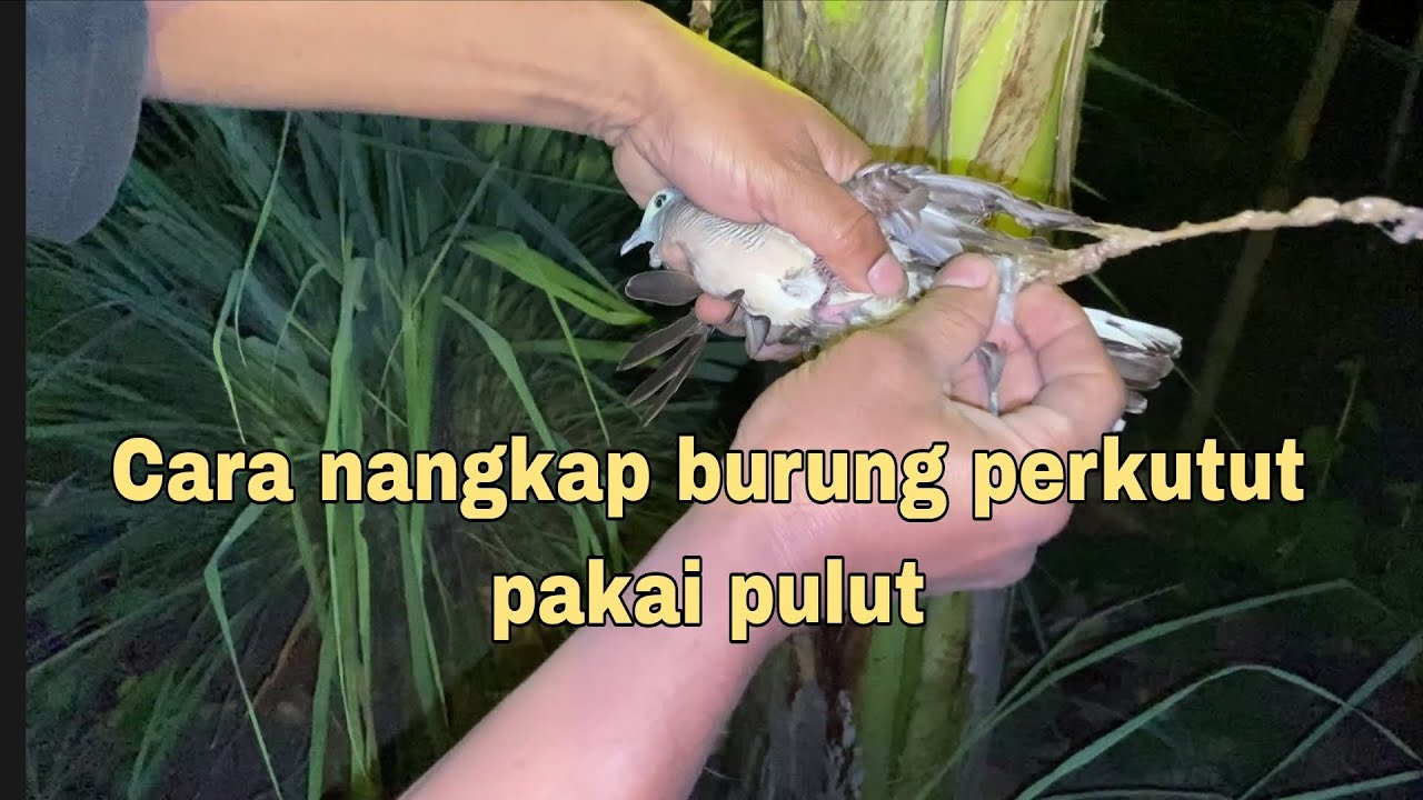 Menangkap butung perkutut malam hari pakai pulut