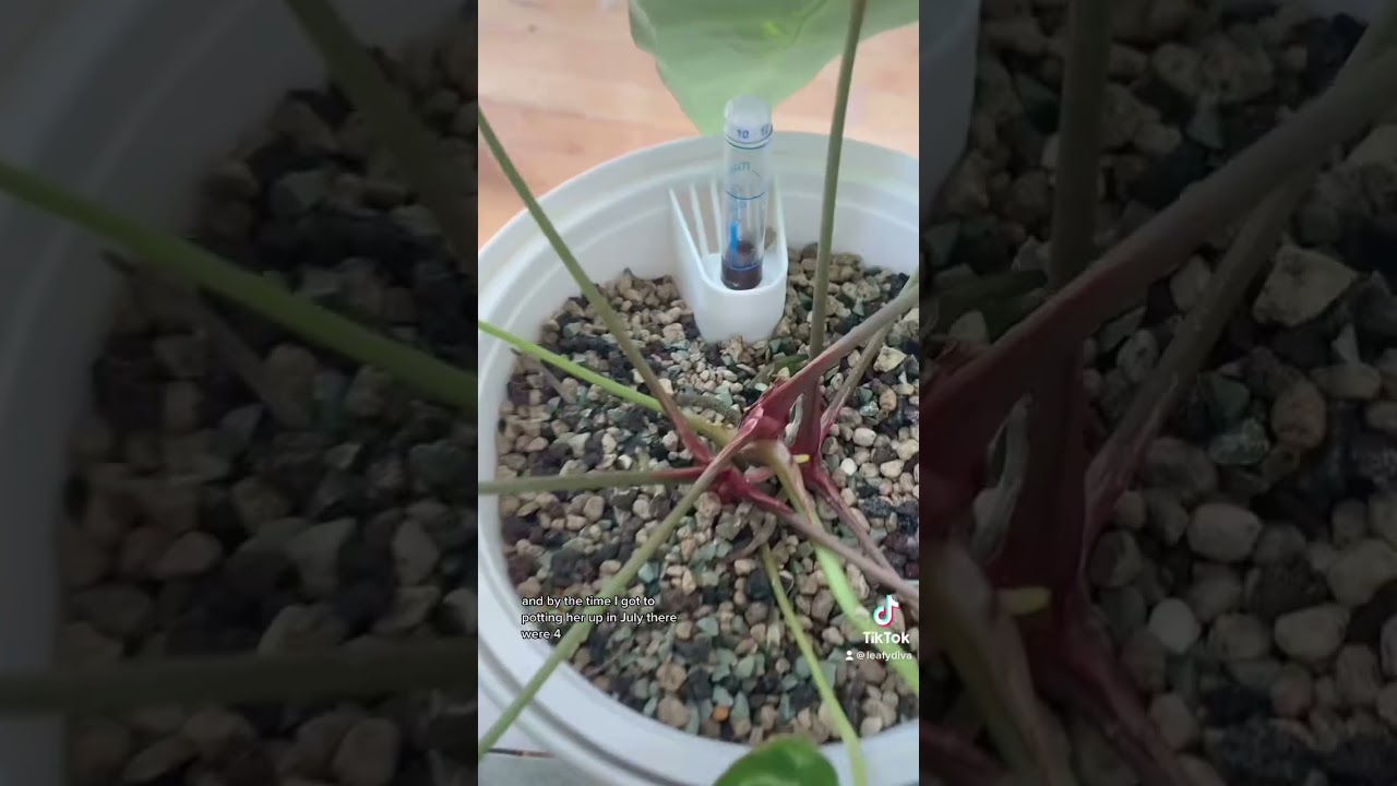 Моё грандиозное путешествие по Антуриуму Кристаллинуму — 