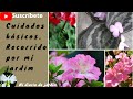 Recorrido, plantas tropicales en mi diario de jardin