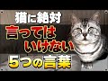 【言ってませんか？】猫を傷つけてしまう言葉"5選"【保護猫】