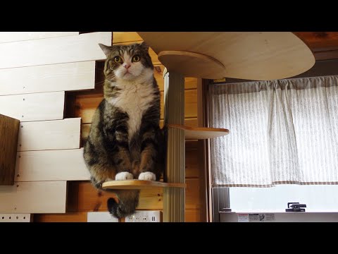 まるの周りに集まるねこ。-Hana&Miri gather near Maru.-