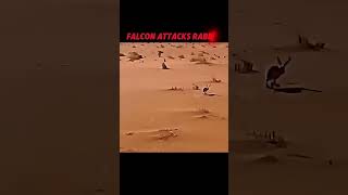 eagle vs Falcon