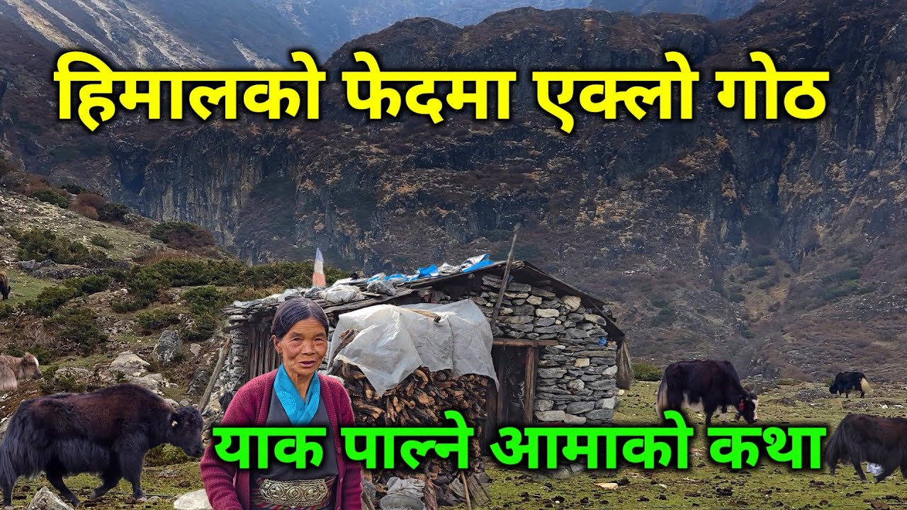 हिमालको फेदैमा एक्लो गोठ | याक पाल्ने साहासी आमाको रोचक कथा | नेपालका याक तिब्बतमा चर्छन