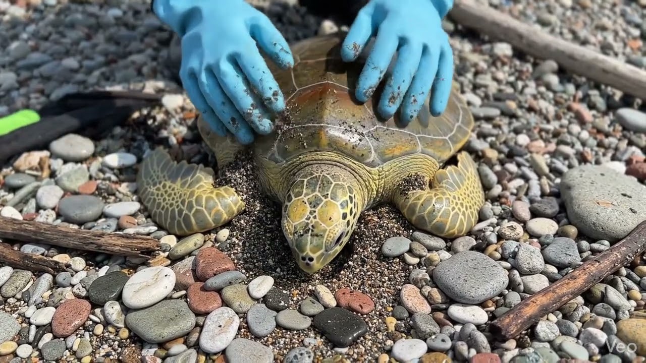 Something Was Moving Under the Stones 😮|Gentle Rescue of Sea Turtle