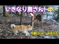 柴犬『きなこ』1歳の取った意外な?行動は・・
