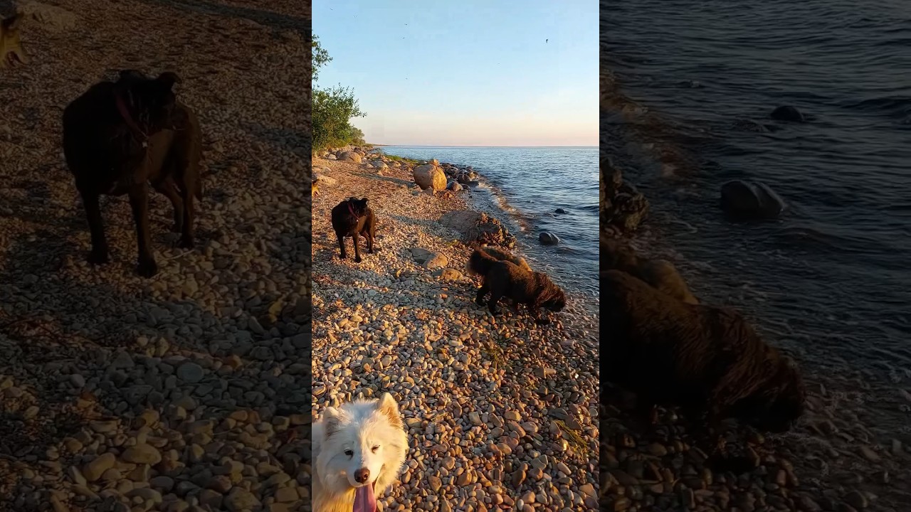 On the Ilmen lake beach