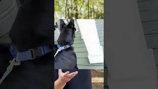 How to spot if growling is friendly or aggressive! MUST WATCH!
