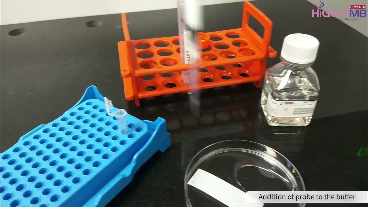 HiPurA®Fast Southern Hybridization Buffer (ML209) YouTube