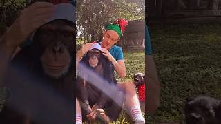 A Very Chimp Christmas’s With #Limbani, @Mattdillon3861 And Mama. #Merrychristmas