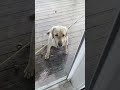 Dog Acting Super Strange? #shorts