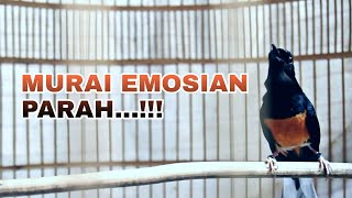 SUARA MURAI BATU EMOSI GACOR, COCOK BUAT MENAIKAN EMOSI MURAI YANG KURANG GACOR