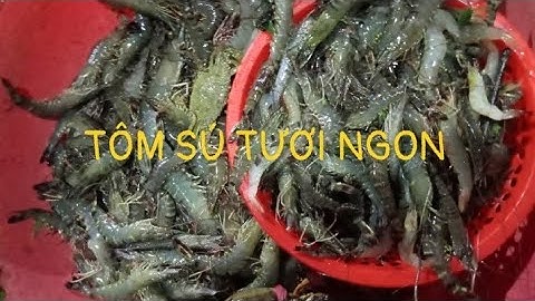 Xổ Vuông Tôm ở Cà Mau ##Hồng Bi sông nước Cà Mau #
