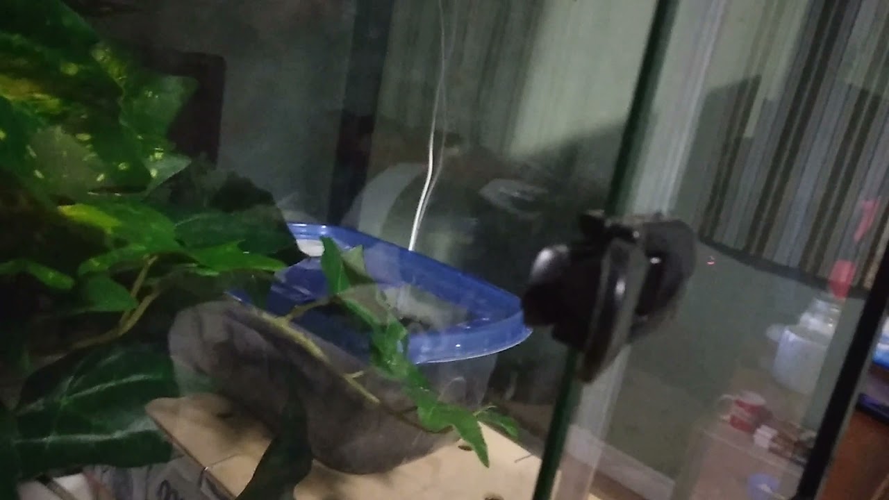 Atasuki Terrarium Review YouTube