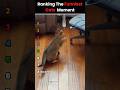 Rankjng The Funniest Cats 😂#funny #ranking #cat #cats #compilation