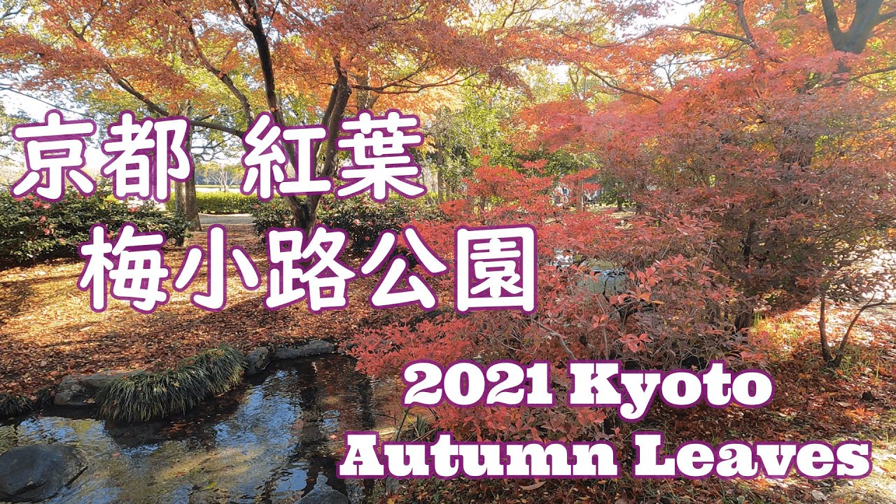 21京都 紅葉 梅小路公園 Kyoto Autumn Leaves Youtube