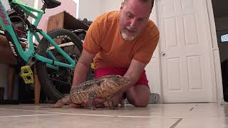 Its Sassy Red Tegu Time, Love My Girl She Is Special