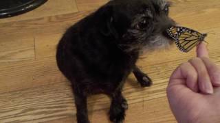 dog eating butterfly