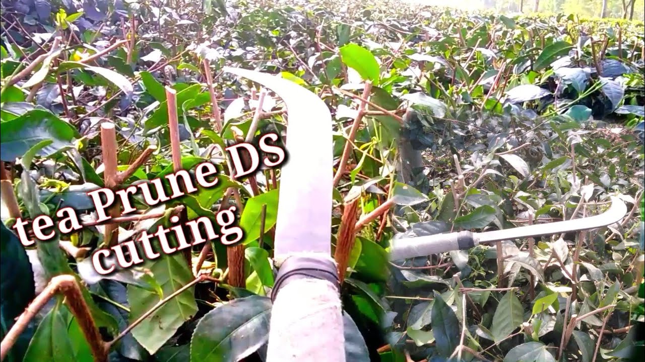 Cutting the branches of tea trees