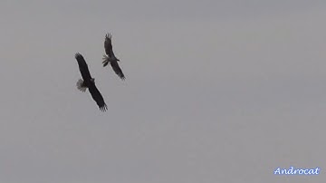 SWFL Eagles 2-1-24.  E23 Wing Flapping, Eating, Ground View; M15 Chases Osprey, F23 Joins!  The Herd
