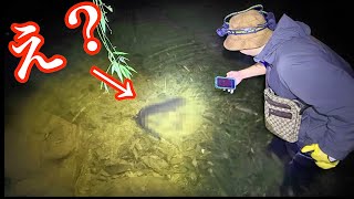 12/10にわたしの里山で見つけた小さな可愛いヒイラギさん/野生/元気いっぱい A world-famous Japanese amphibian was discovered in a river deep