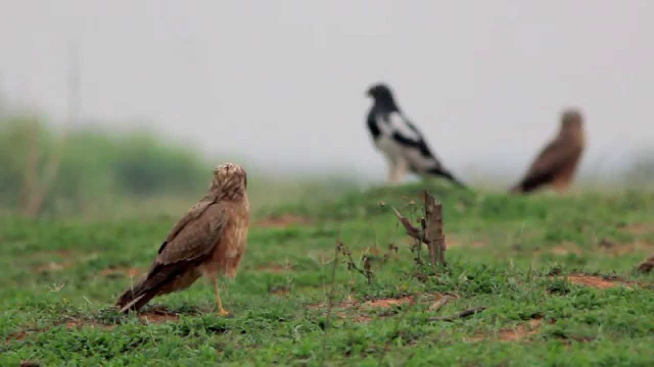 Pied Harrier 