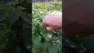 Stinging Nettle - Is it edible raw? Just the Tip
