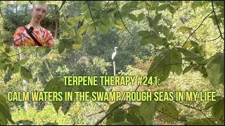 Terpene Therapy #241: Ruhige Gewässer im Sumpf/Stürmische Zeiten in meinem Leben