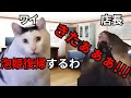 【猫ミーム】ワイが泡姫へ復帰する事になってしまった話＃猫マニ＃猫ミーム