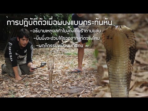 วีดีโอ: วิธีหนีงู
